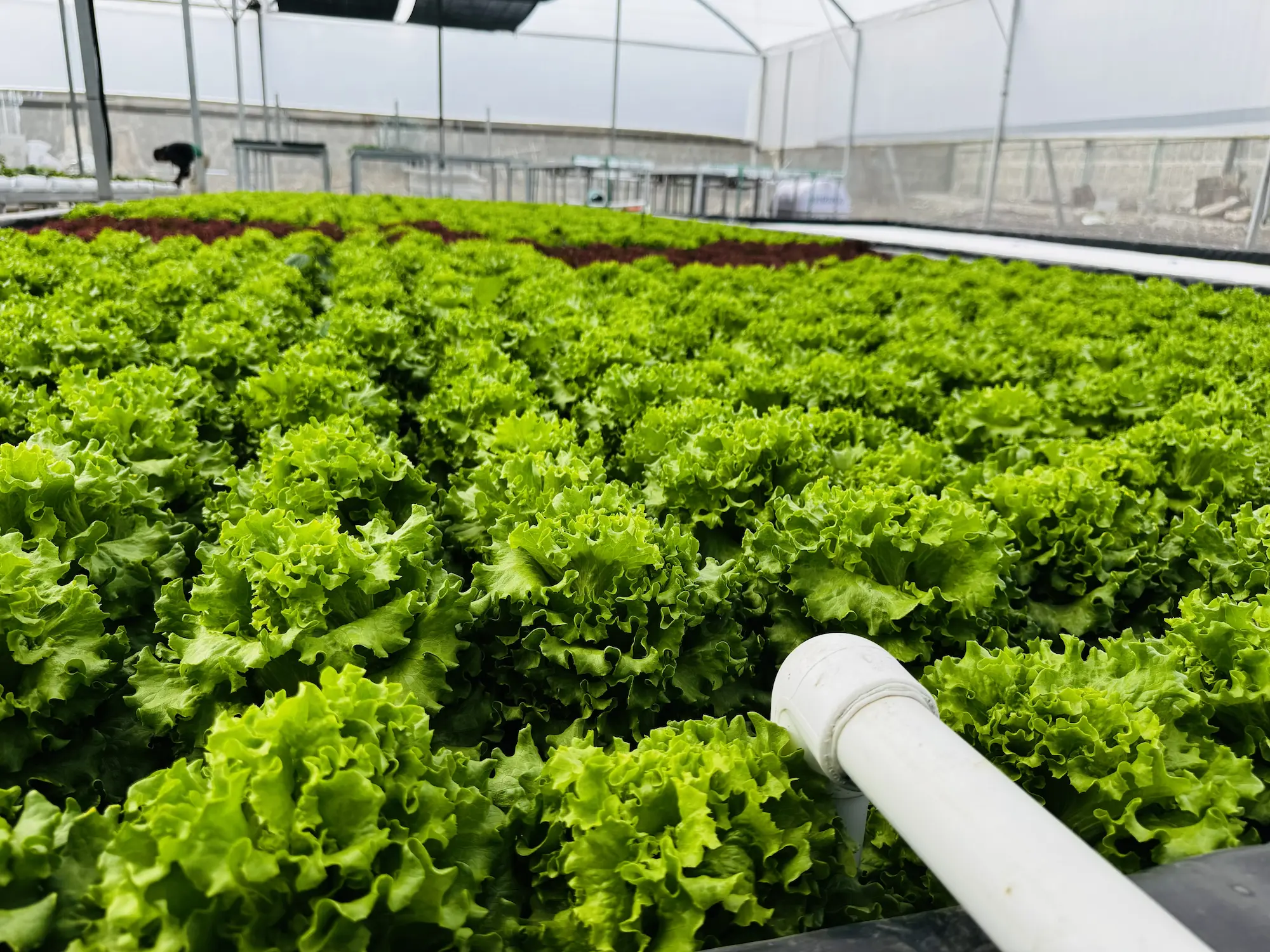 DWC closeup compressed