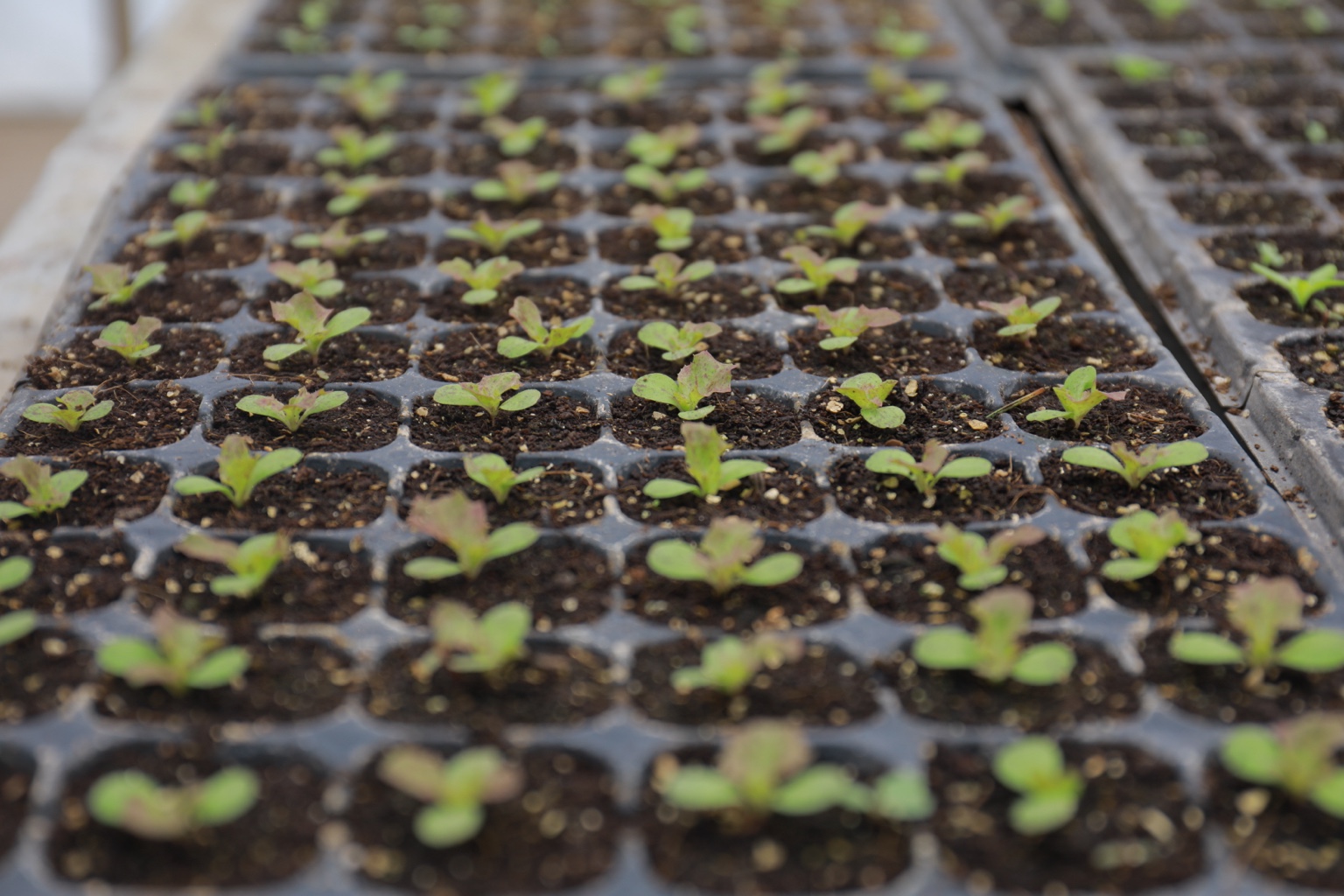 Young lettuce seedlings growing in propagation trays.