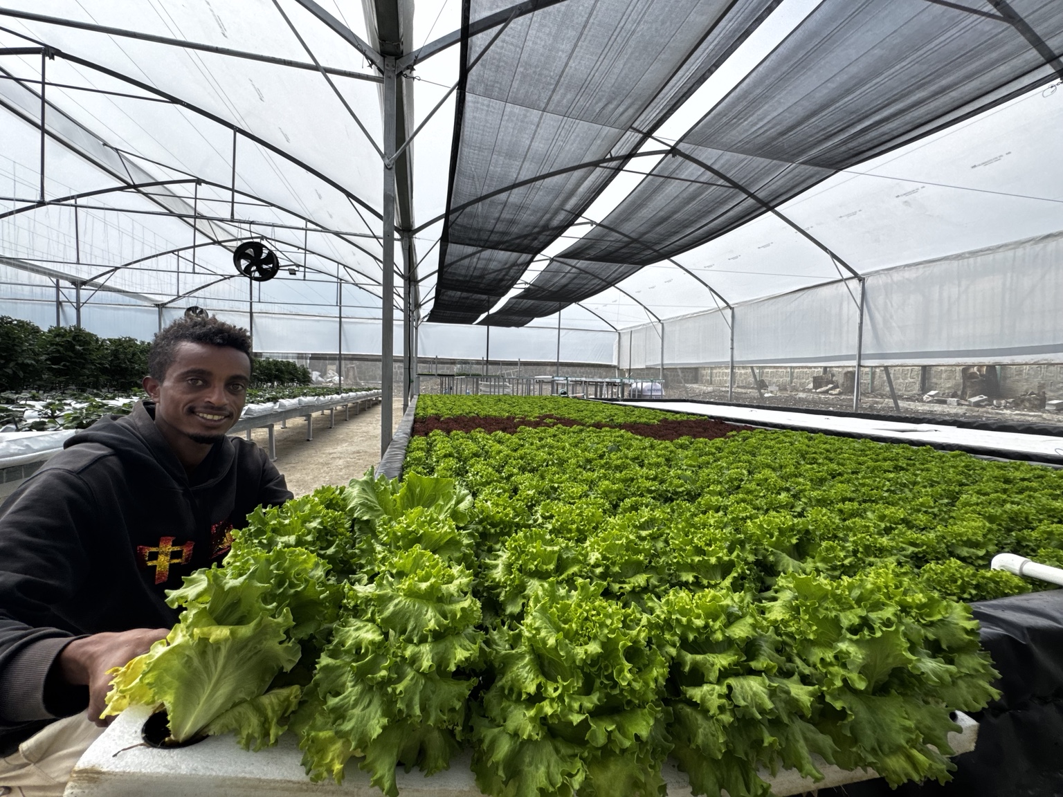 A grower holding a raft of lettuce beside hydroponic production beds.