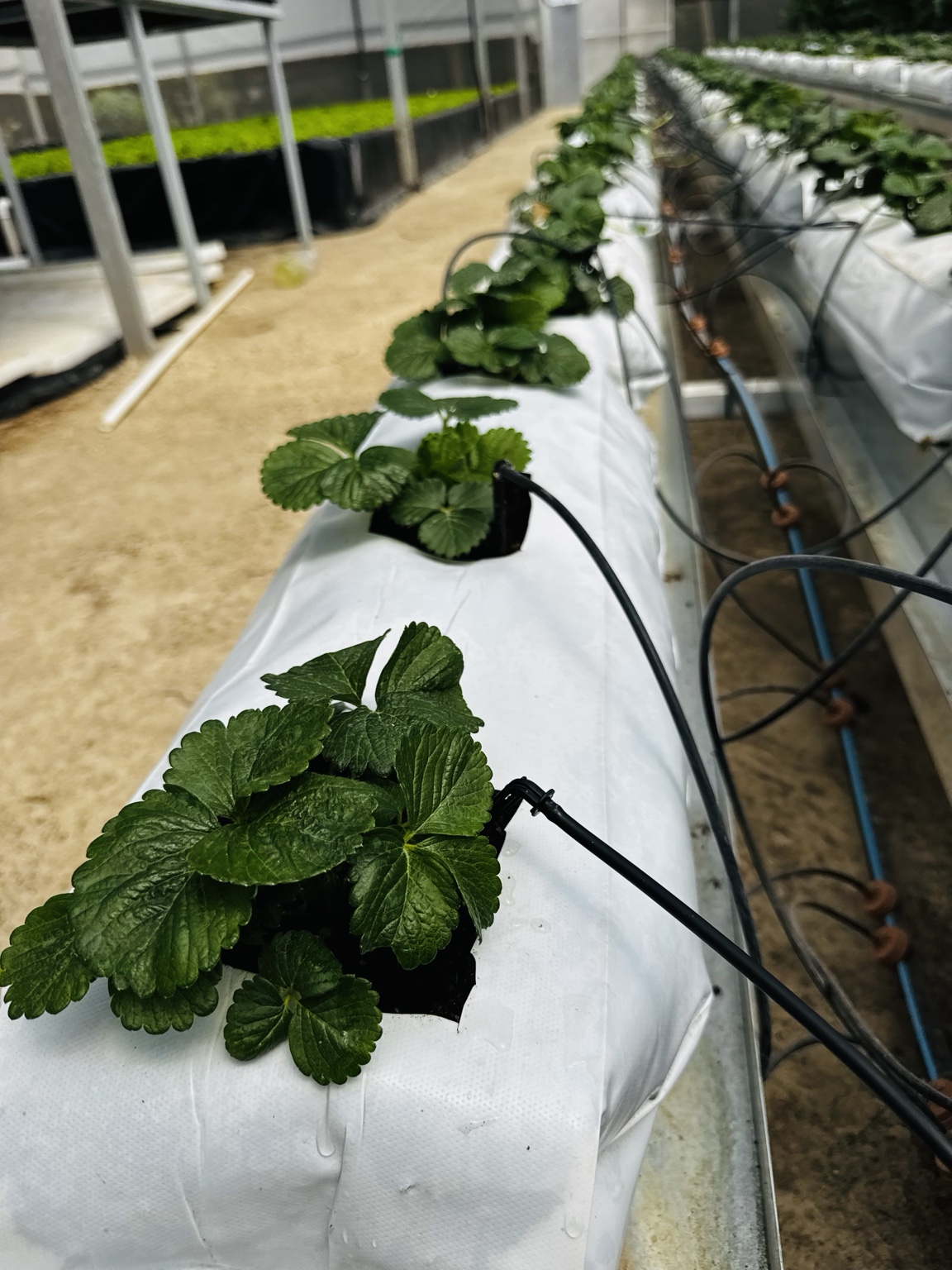 Drip emitters supplying strawberry plants in grow bags.