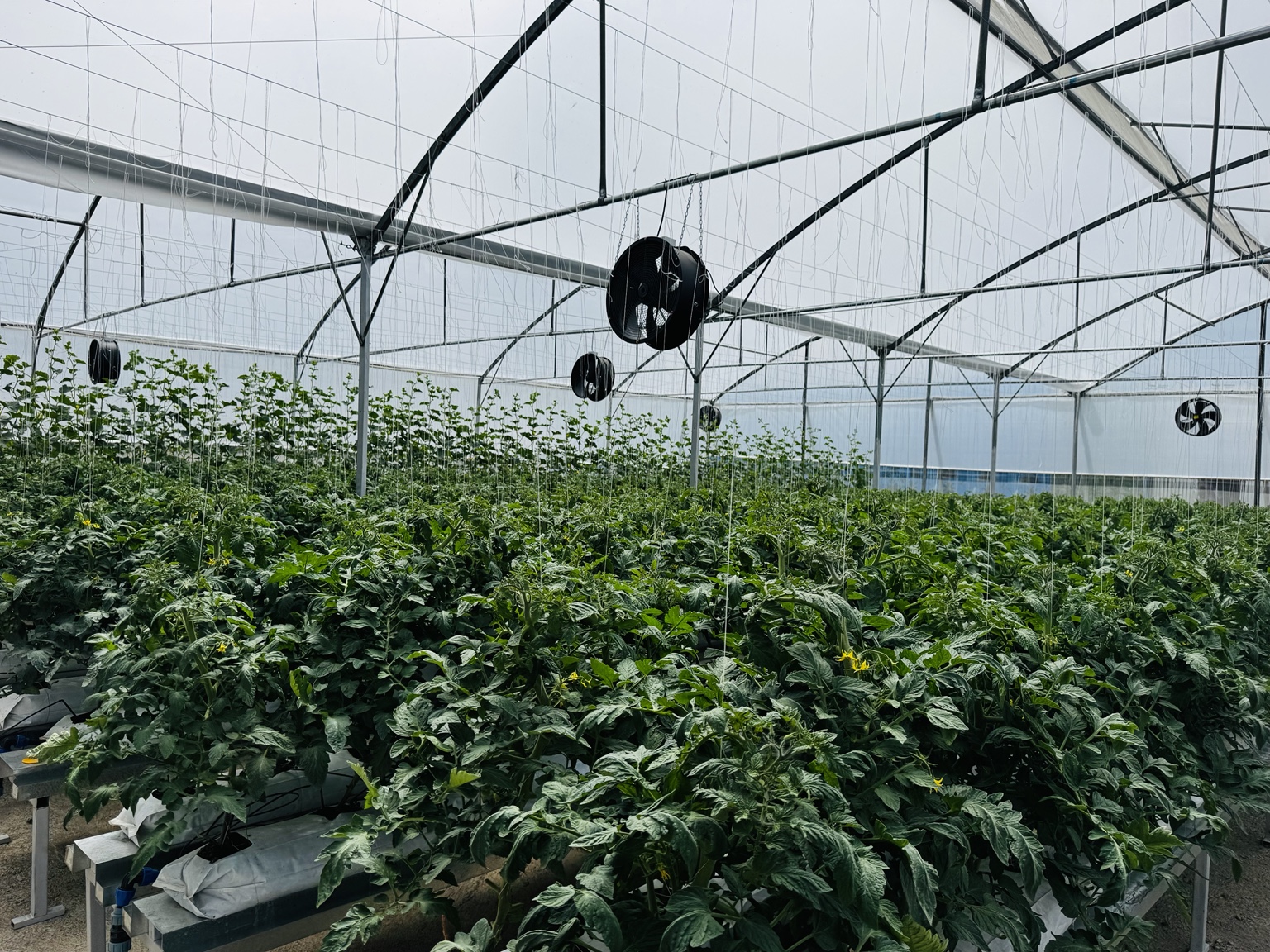Greenhouse production infrastructure and environmental equipment.
