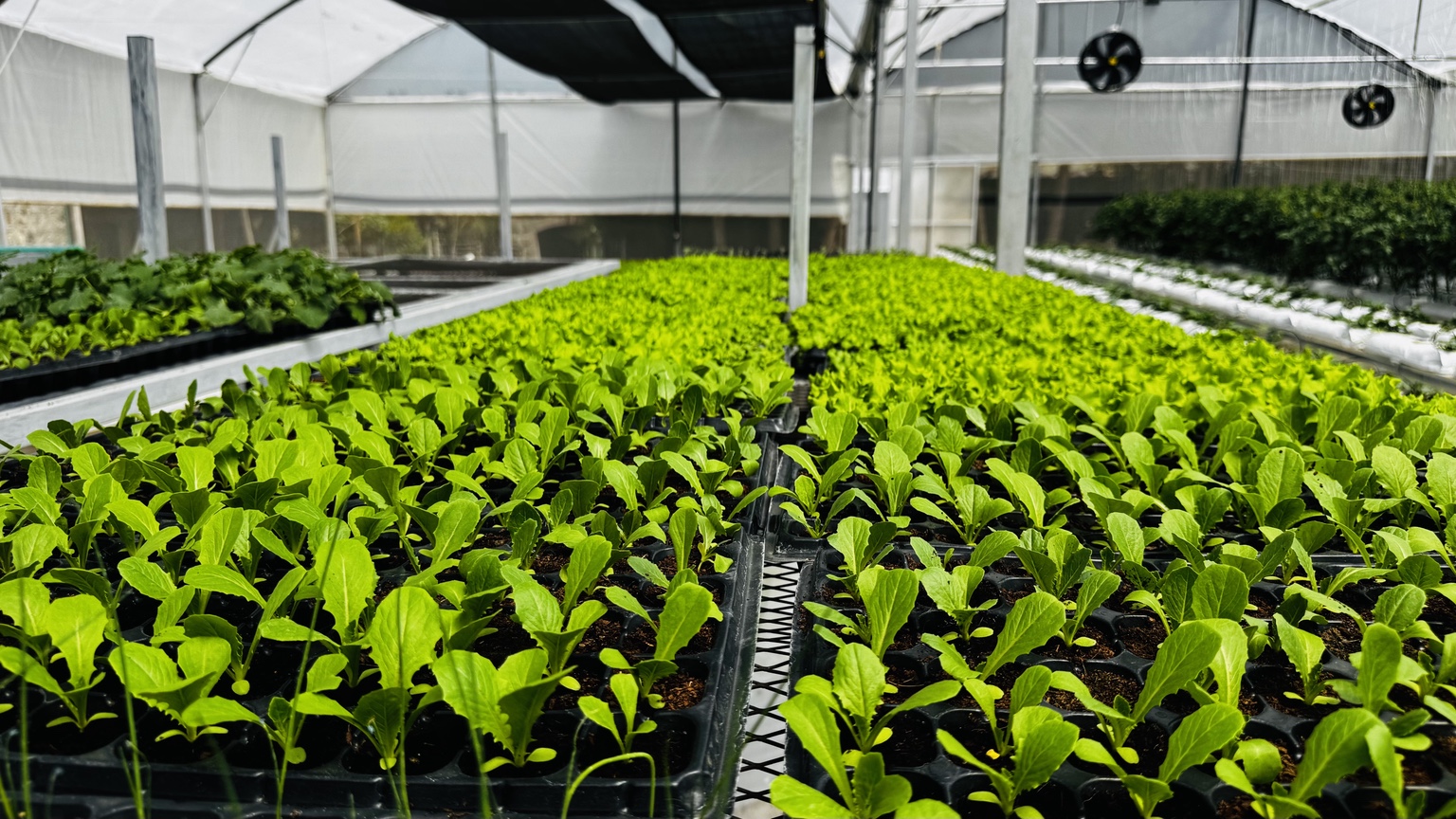 Kirkos Urban Agriculture