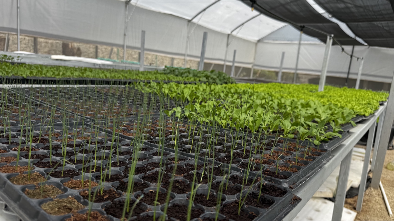 Seedling trays arranged on raised nursery benches inside a greenhouse.